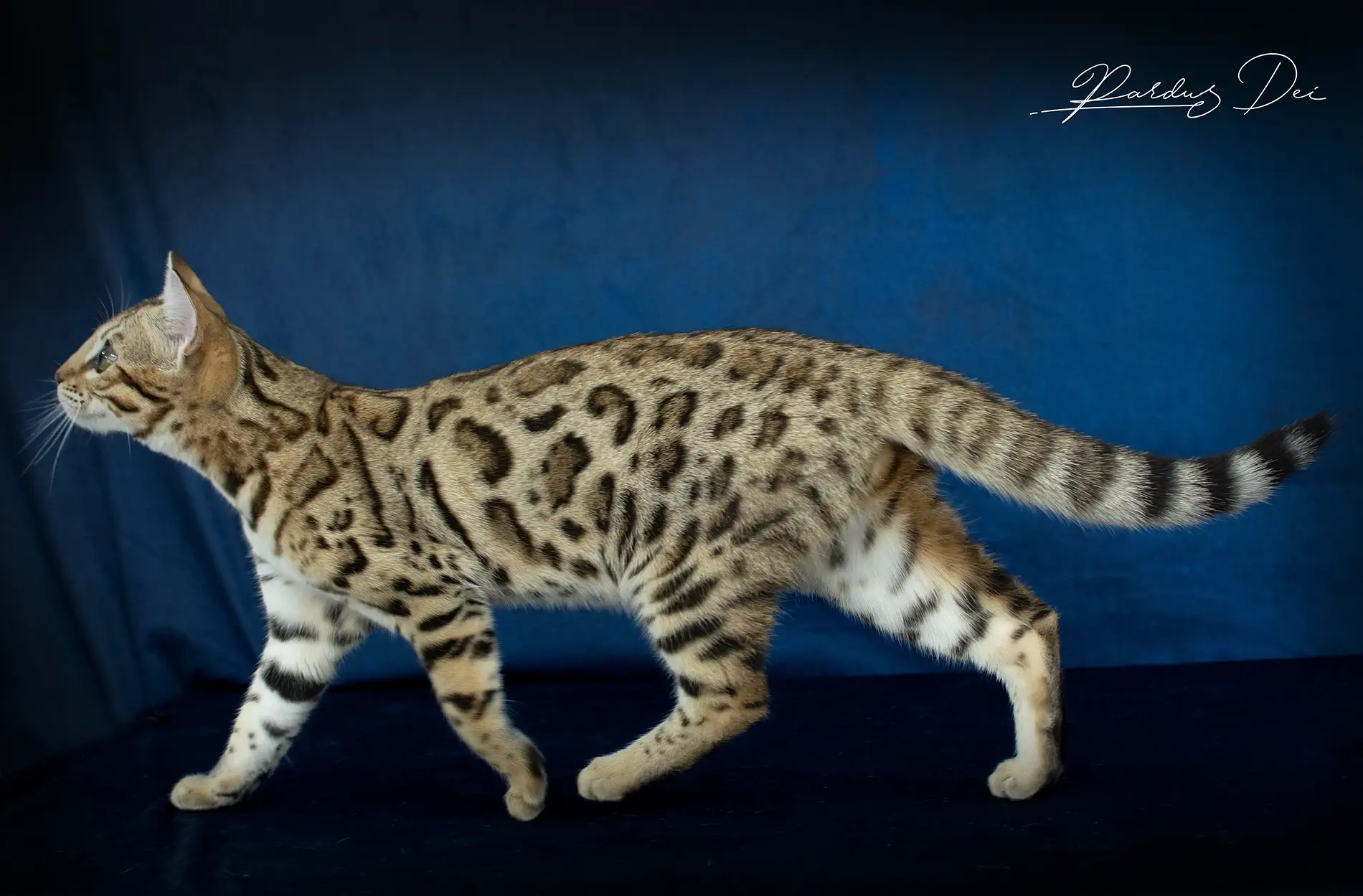 chat bengal